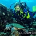 turtle_green_jg_h_0705_png0857.jpg
